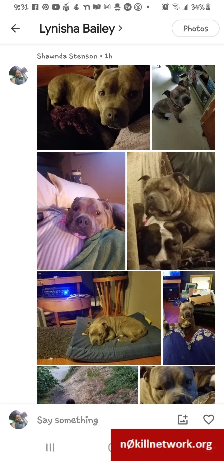 Lost dog in Seattle, WA, 98168