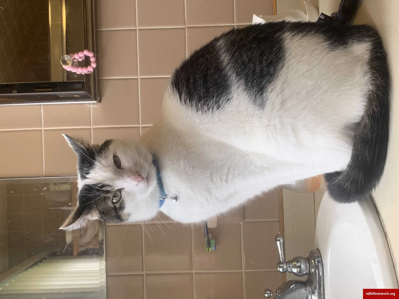 Lost cat in Methuen, MA, 1844