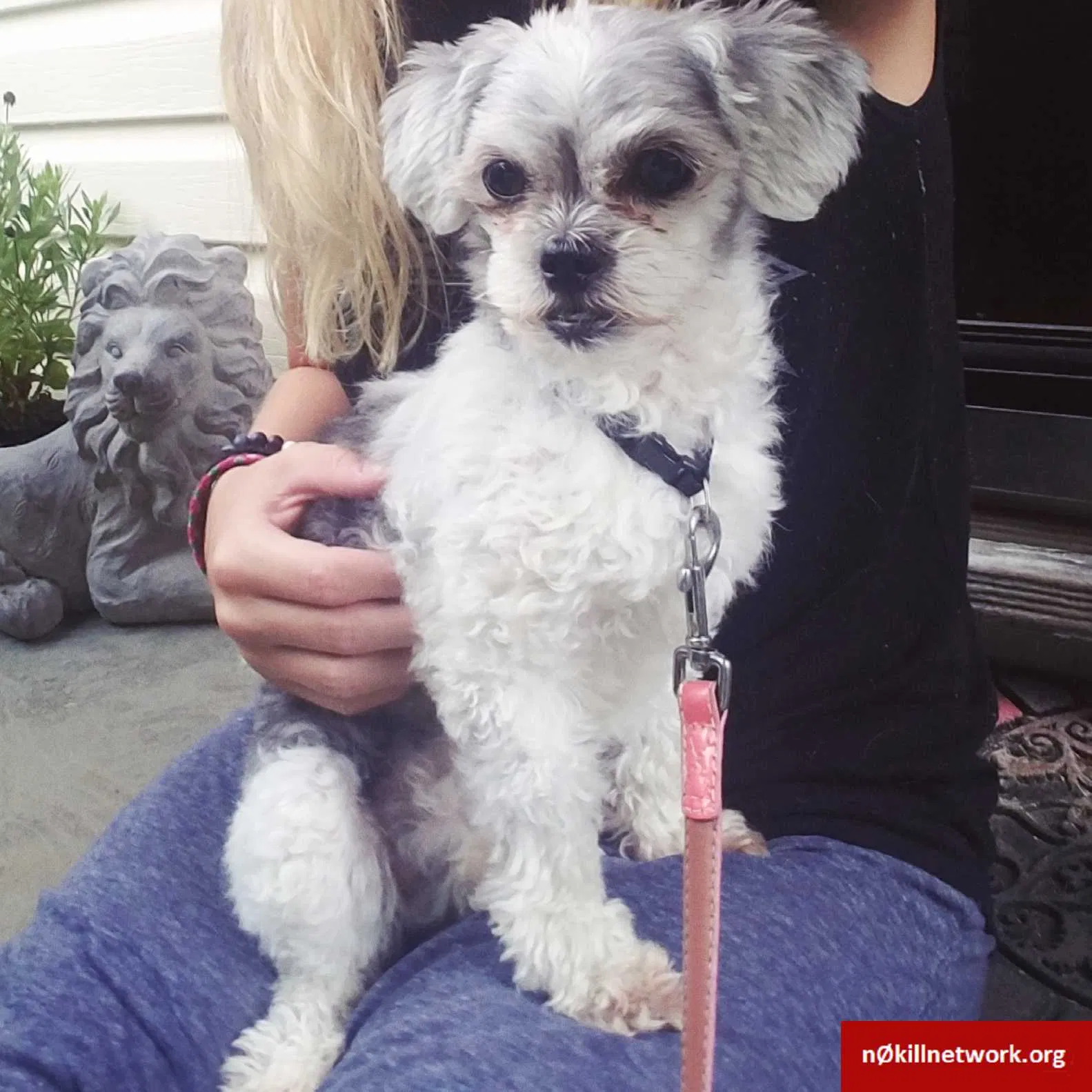Lost dog in Bristol, VA, 24201