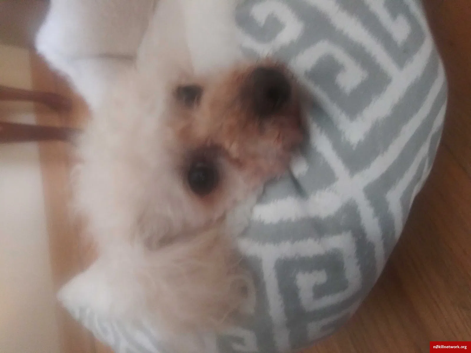 Lost dog in Chicago, IL, 60643