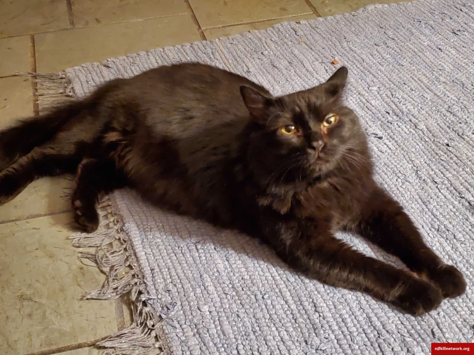 Lost cat in Pulaski, VA, 24301