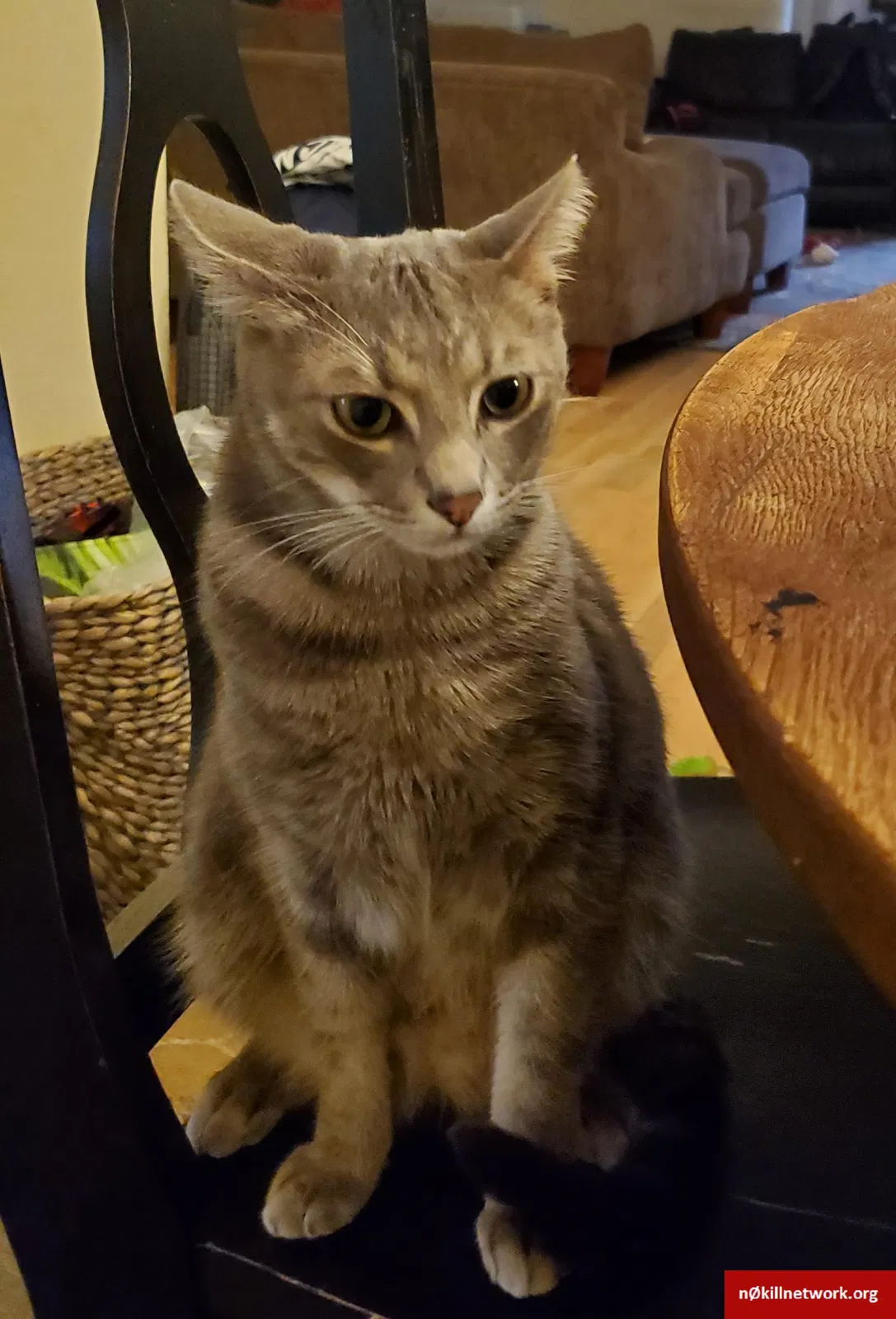 Lost cat in Oviedo, FL, 32765