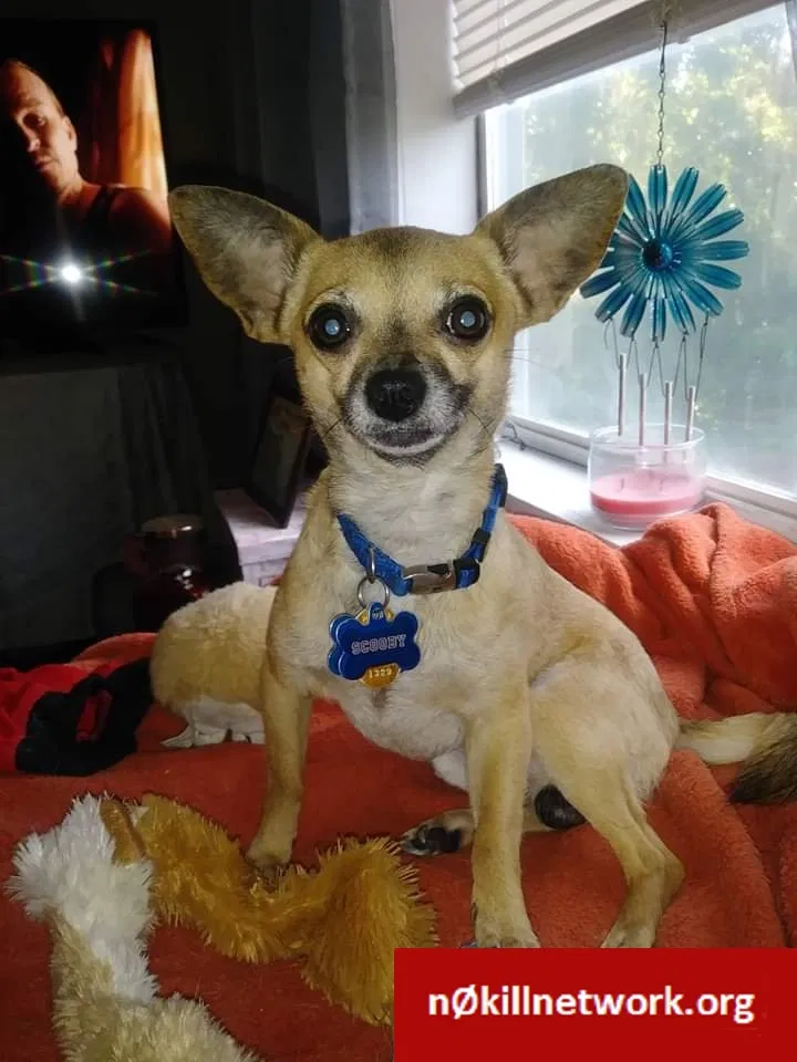 Lost dog in Beaufort, SC, 29902