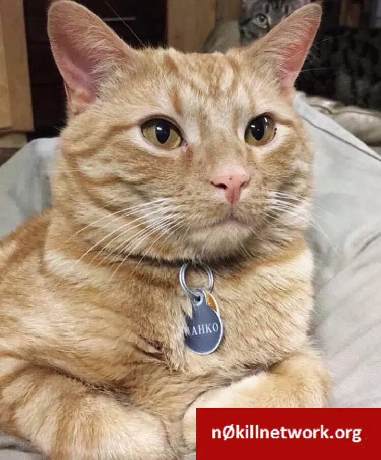 Lost cat in Gulf Shores, AL, 36542