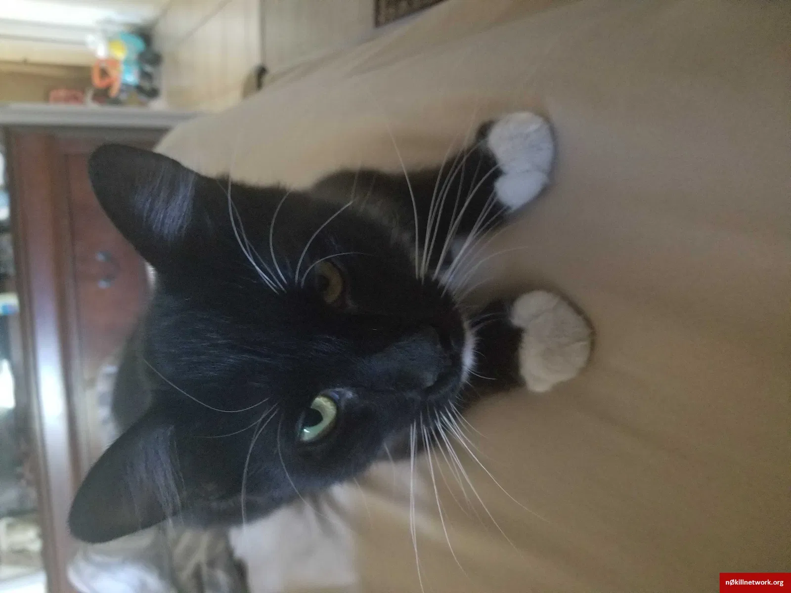Lost cat in Glendale, AZ, 85304