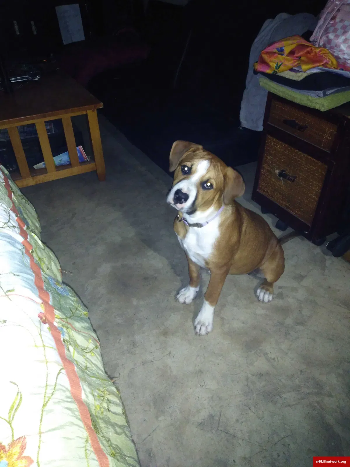 Lost dog in San Antonio, TX, 78233
