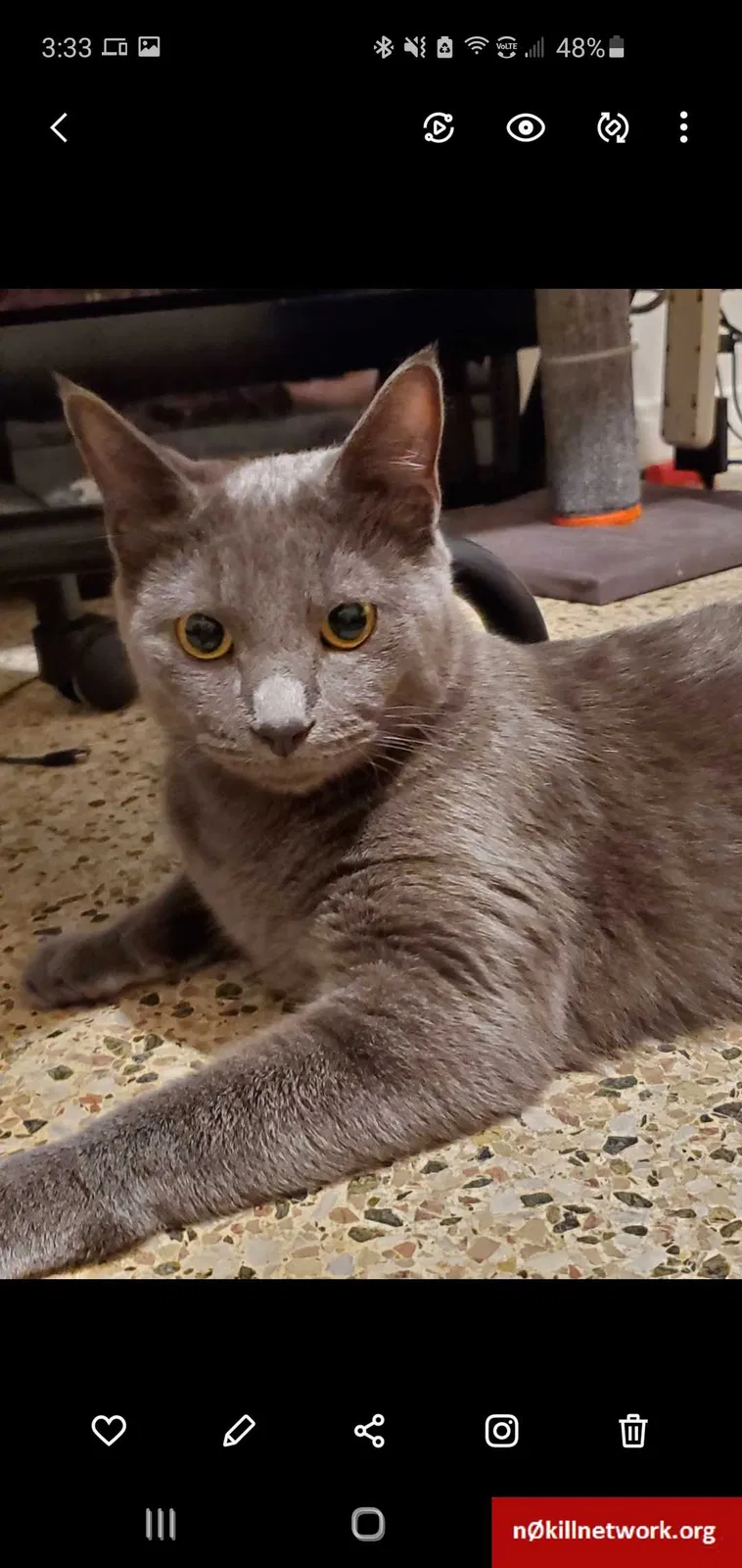 Lost cat in Cape Coral, FL, 33993