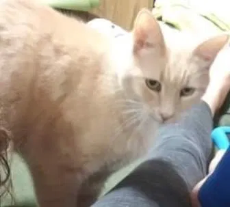 Lost cat in Columbus, OH, 43235