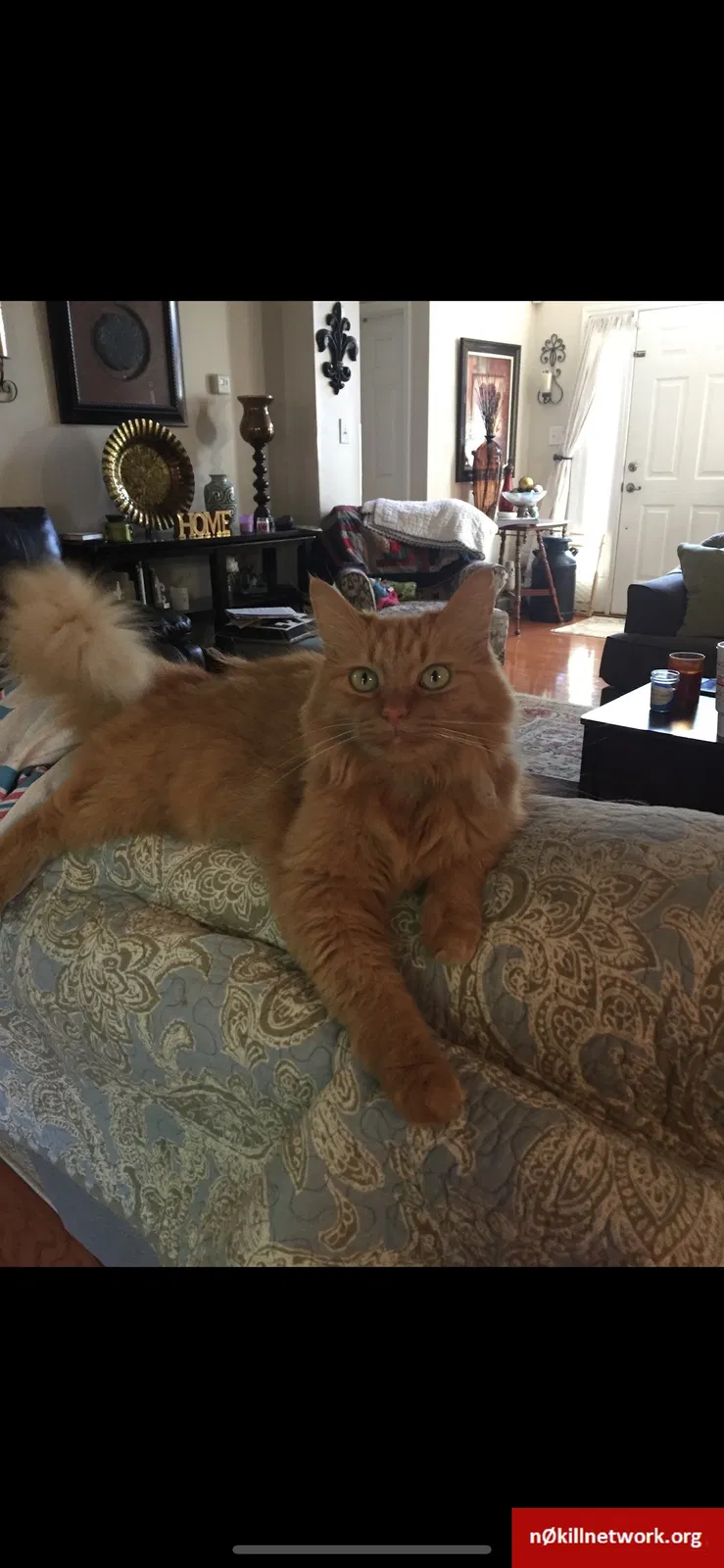 Lost cat in Elon, NC, 27244