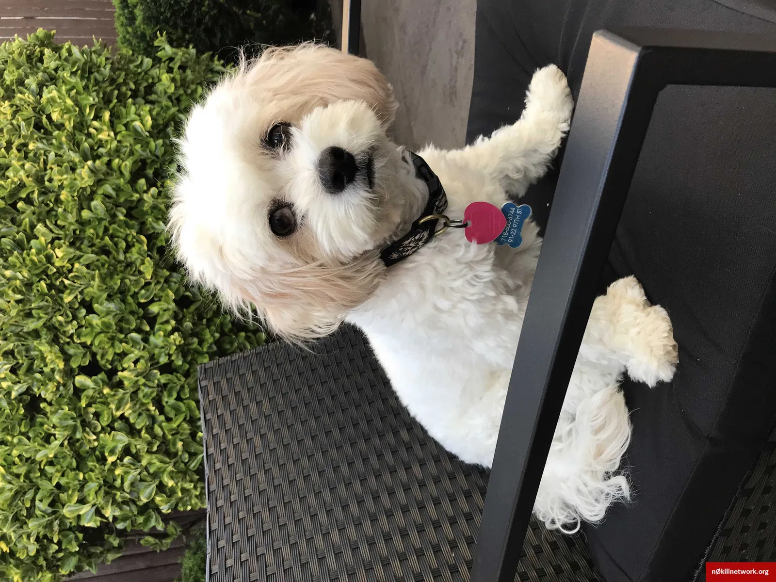 Lost dog in Woodhaven, NY, 11421