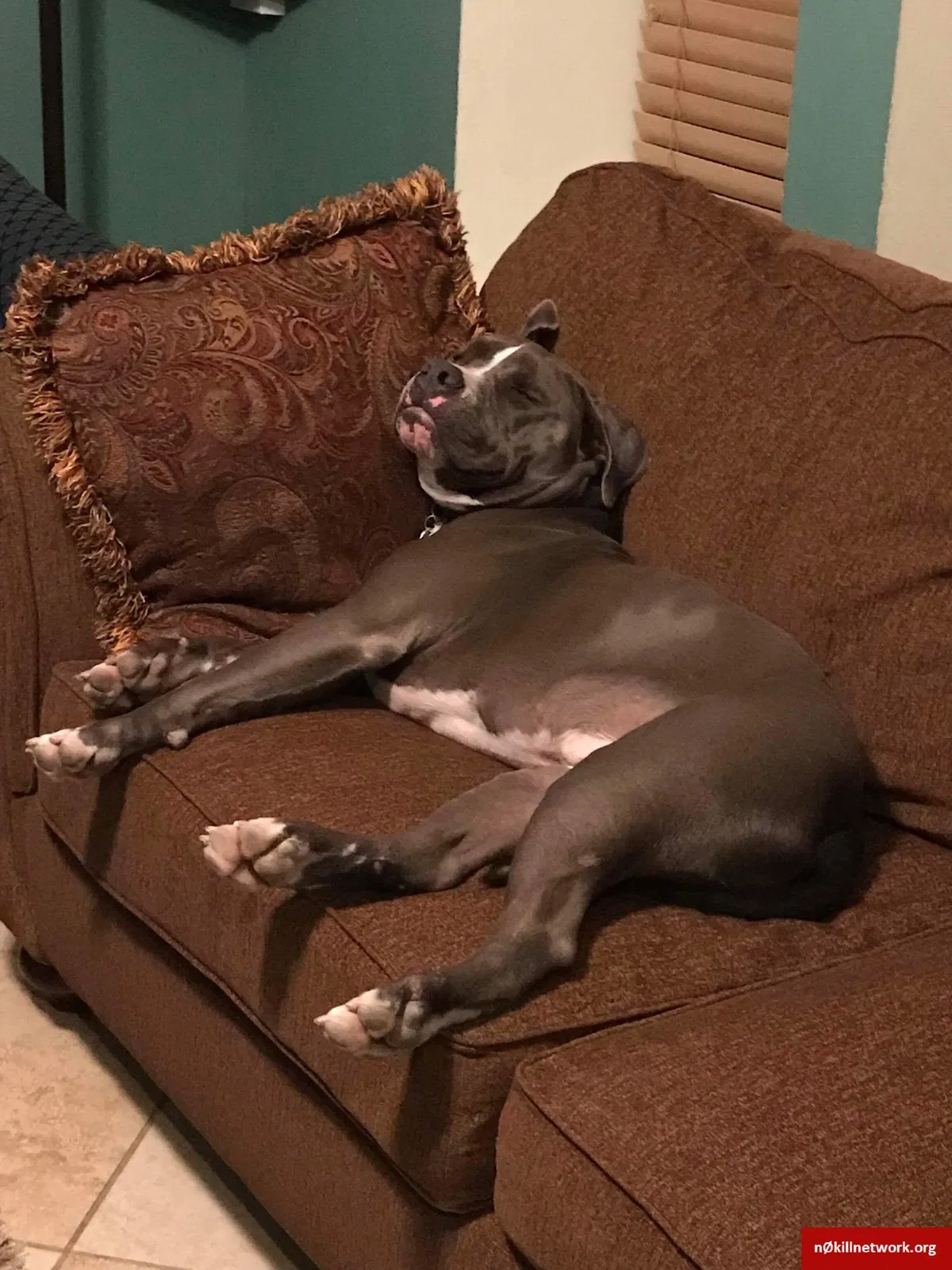 Lost dog in Bakersfield, CA, 93307