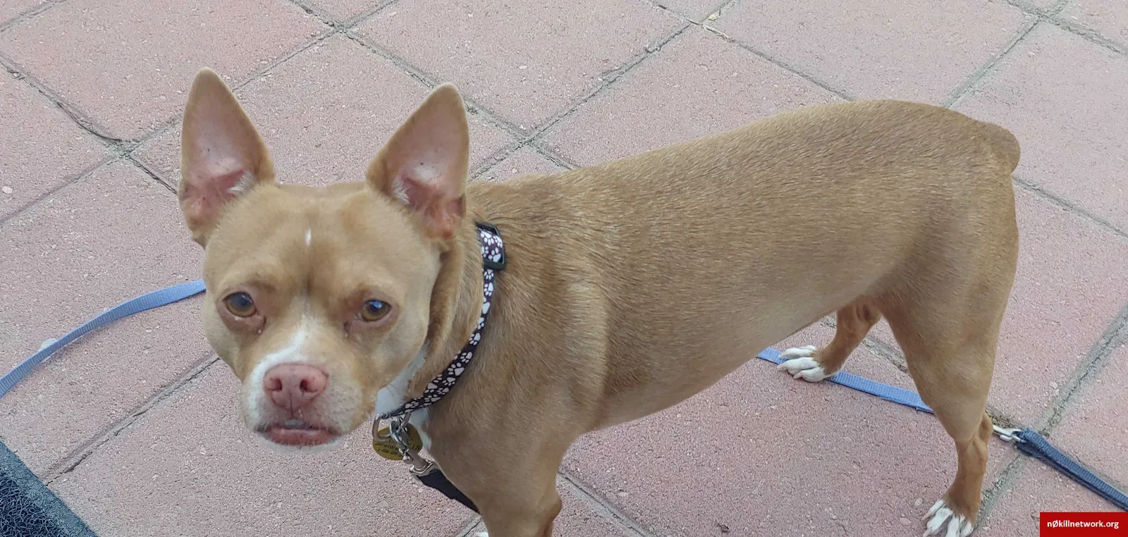 Lost dog in Lodi, CA, 95242