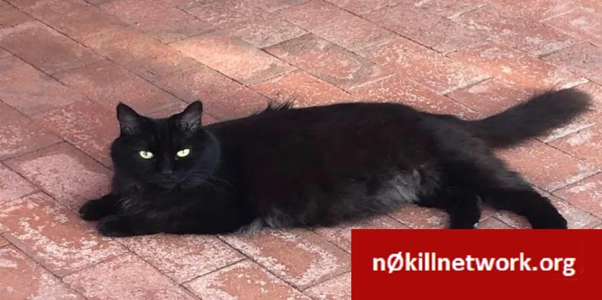 Lost cat in Tucson, AZ, 85716