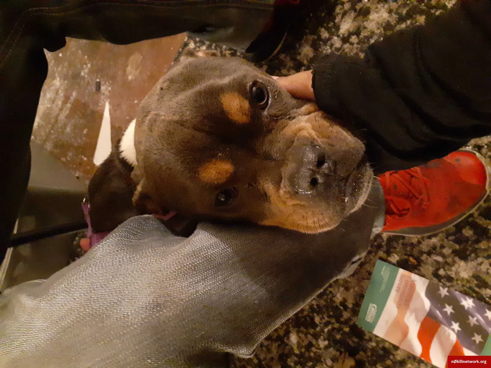 Lost dog in Mckeesport, PA, 15132