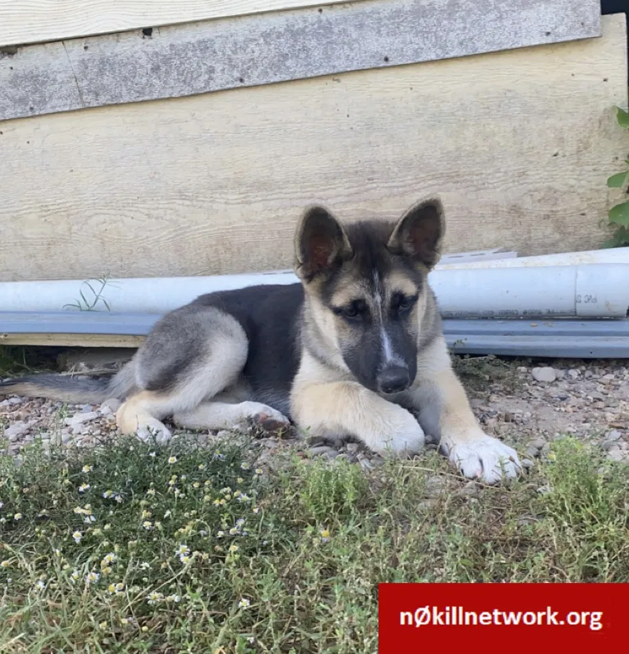 Lost dog in Alvarado, TX, 76009