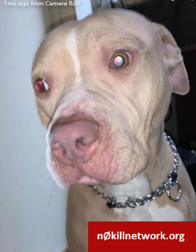 Lost dog in Hoffman Estates, IL, 60169