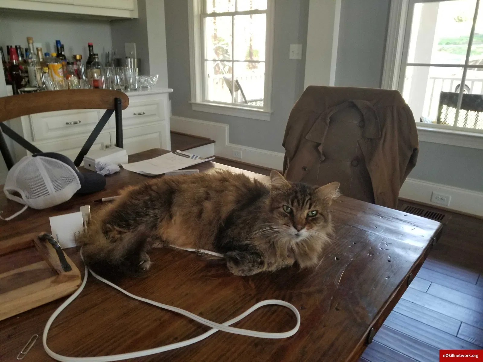 Lost cat in Clemmons, NC, 27012
