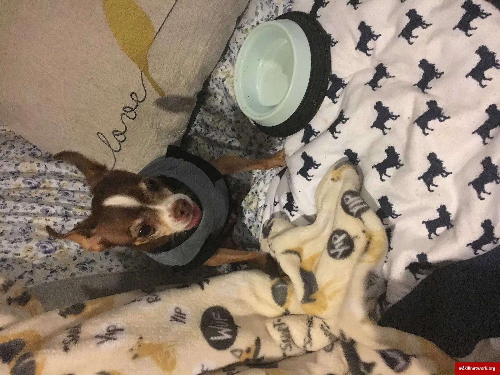 Lost dog in Chicago, IL, 60659