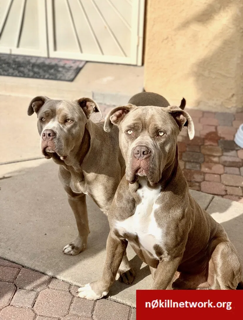Lost dog in Albuquerque, NM, 87122