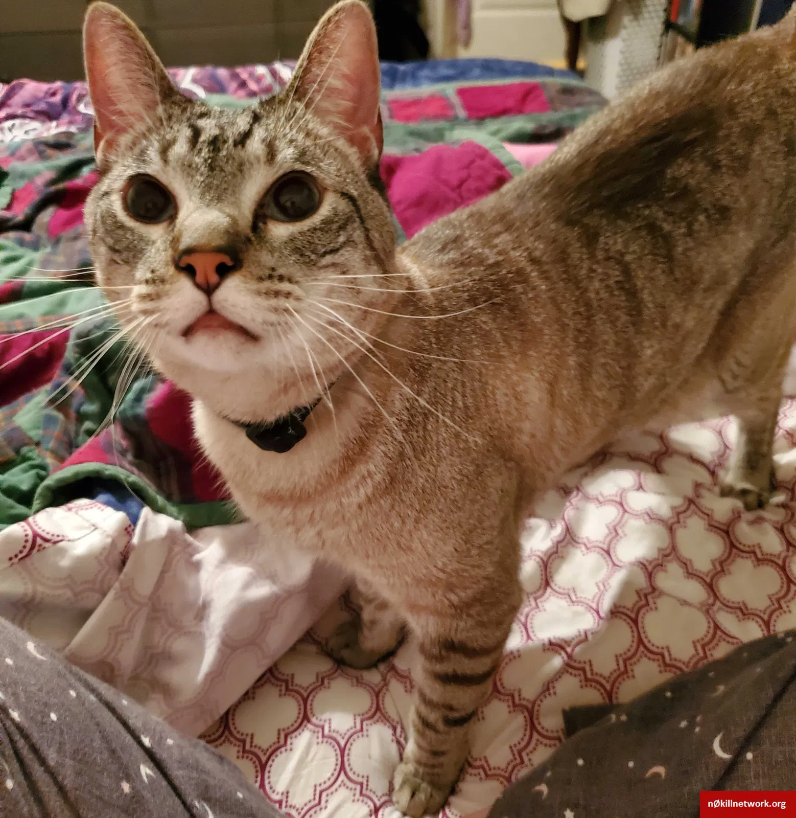 Lost cat in North Las Vegas, NV, 89030