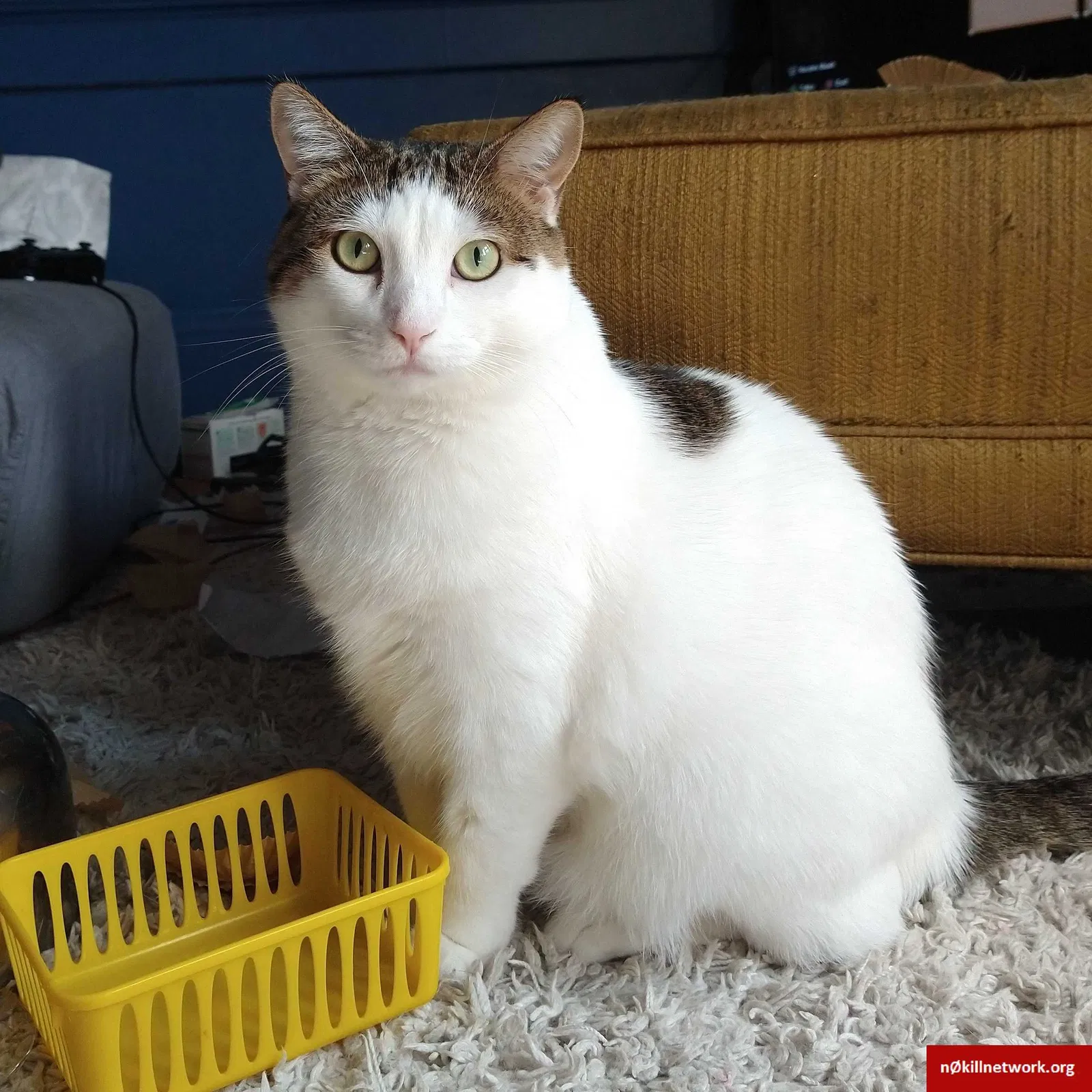 Lost cat in Milwaukee, WI, 53210