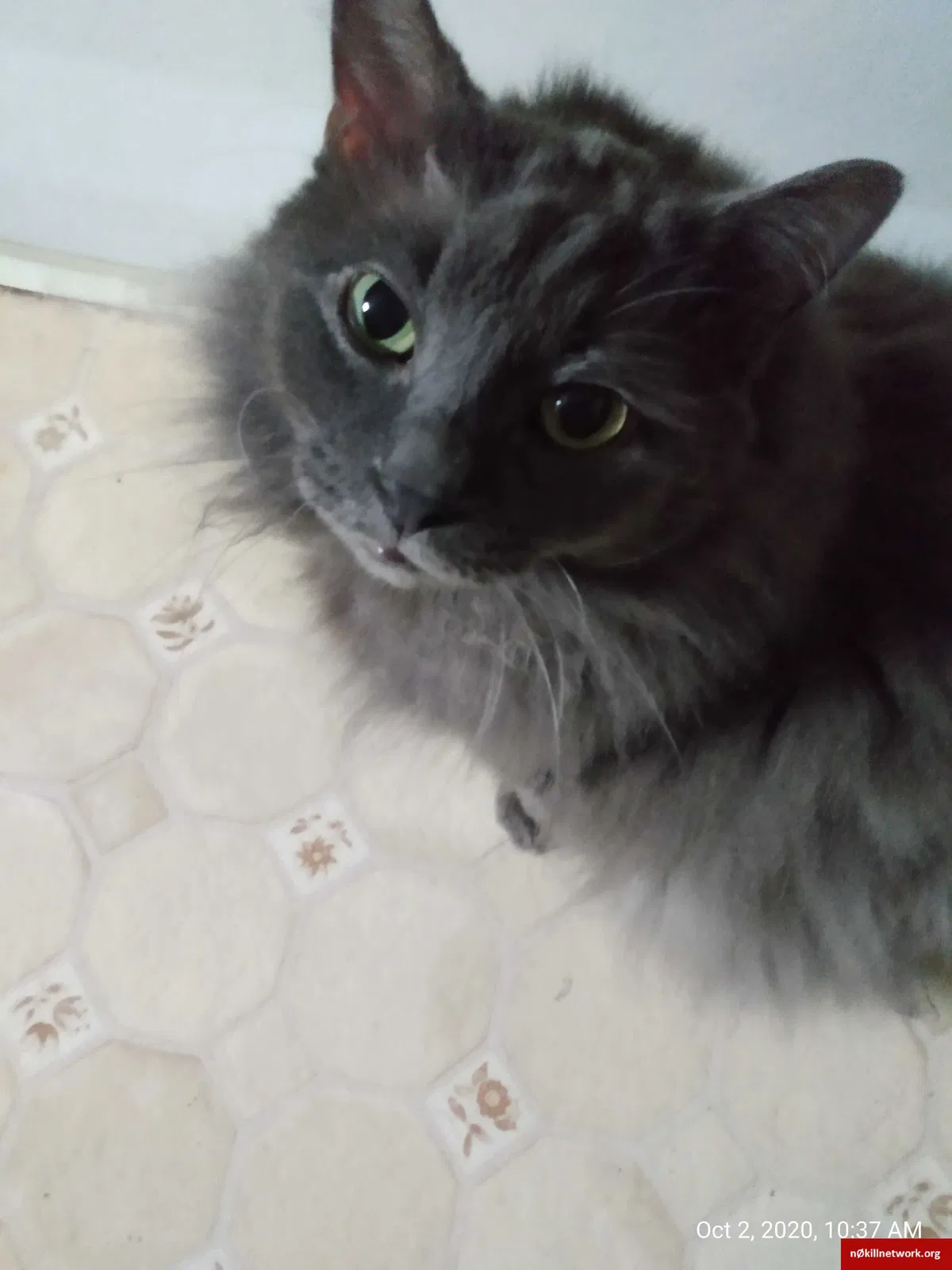 Lost cat in Altoona, PA, 16602