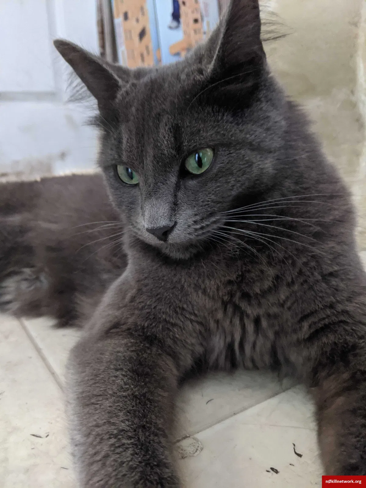 Lost cat in Chehalis, WA, 98532
