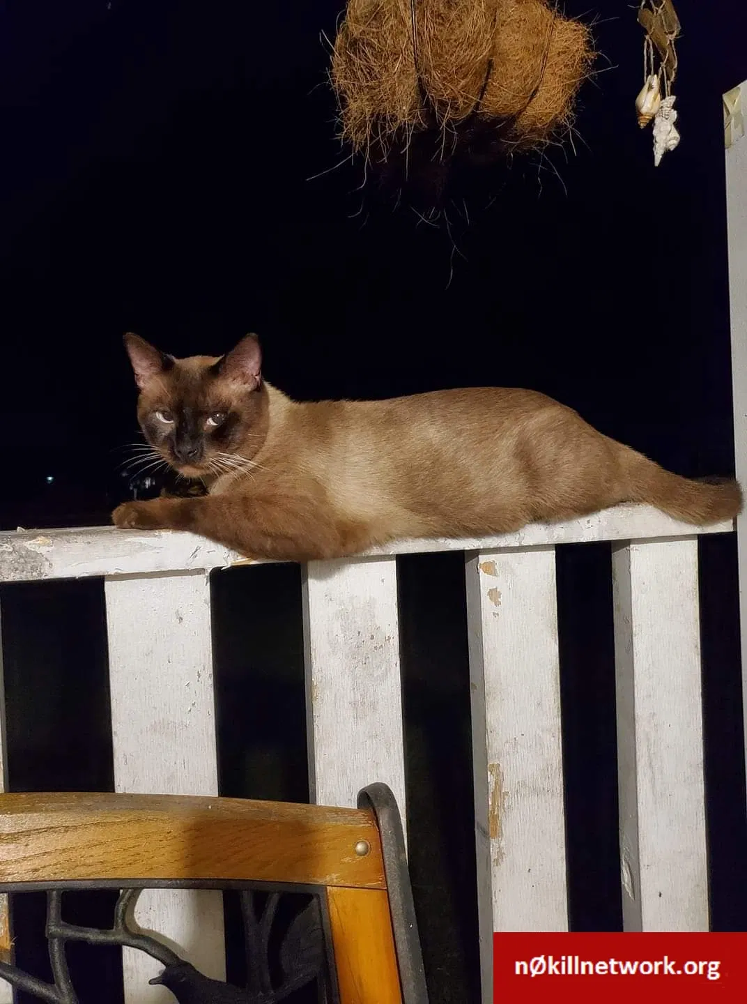 Lost cat in Pride, LA, 70770