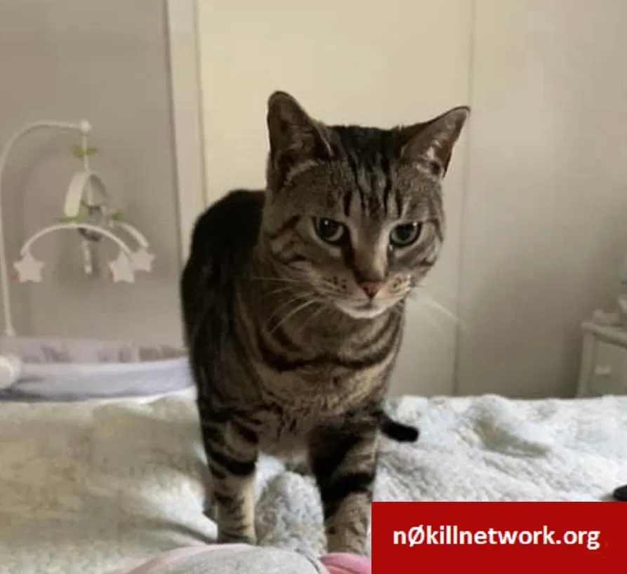 Lost cat in Hackettstown, NJ, 7840