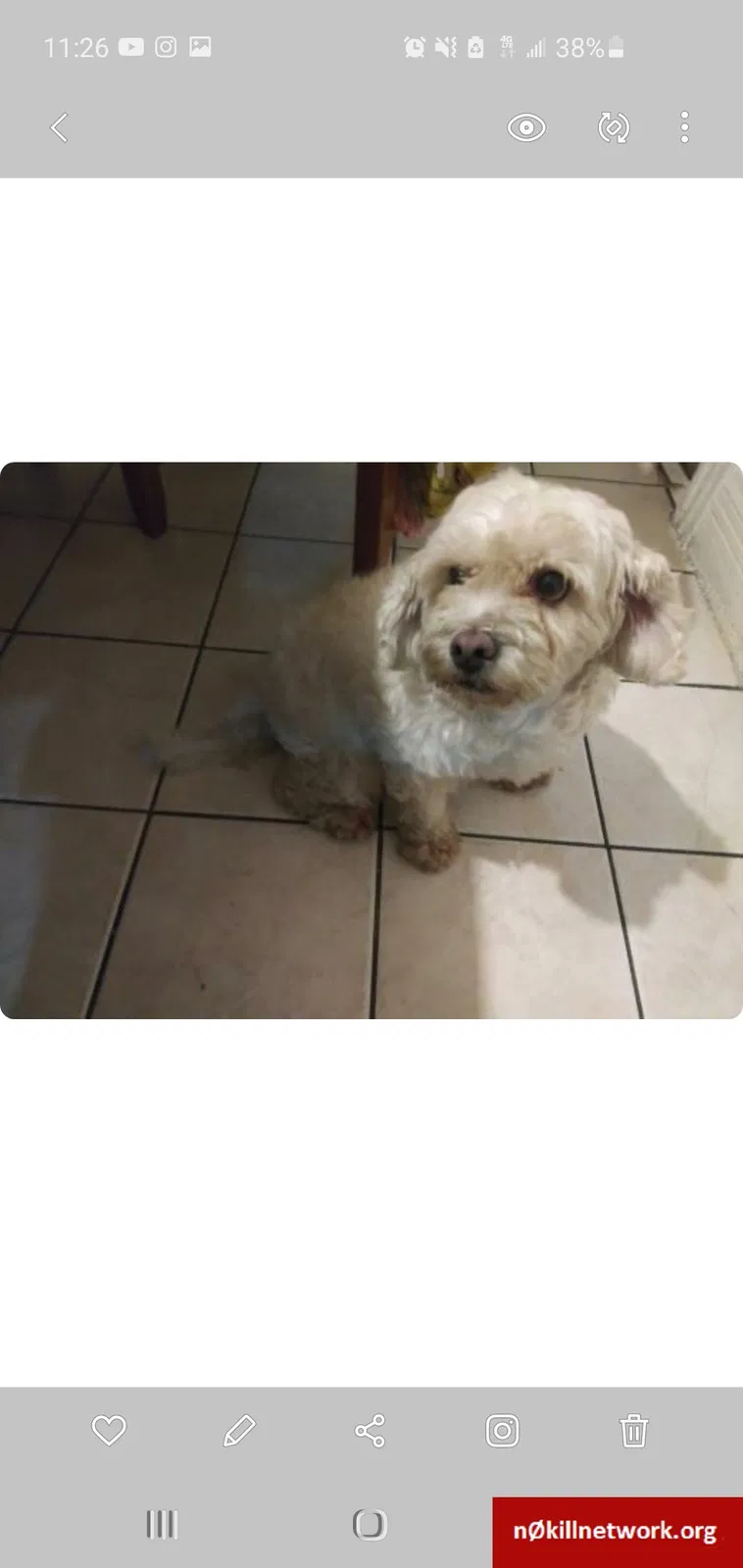 Lost dog in Los Angeles, CA, 90023