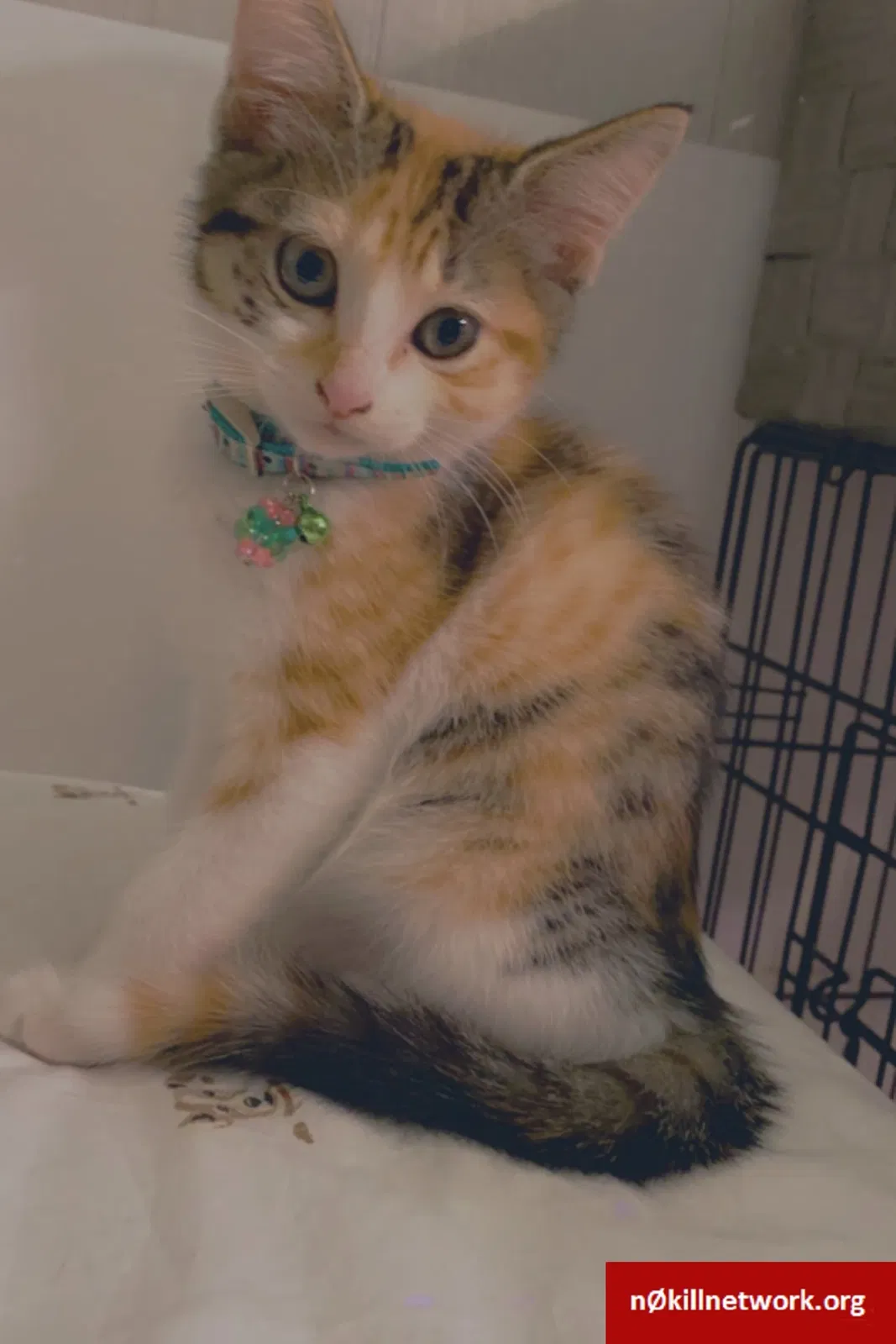 Lost cat in Maspeth, NY, 11378