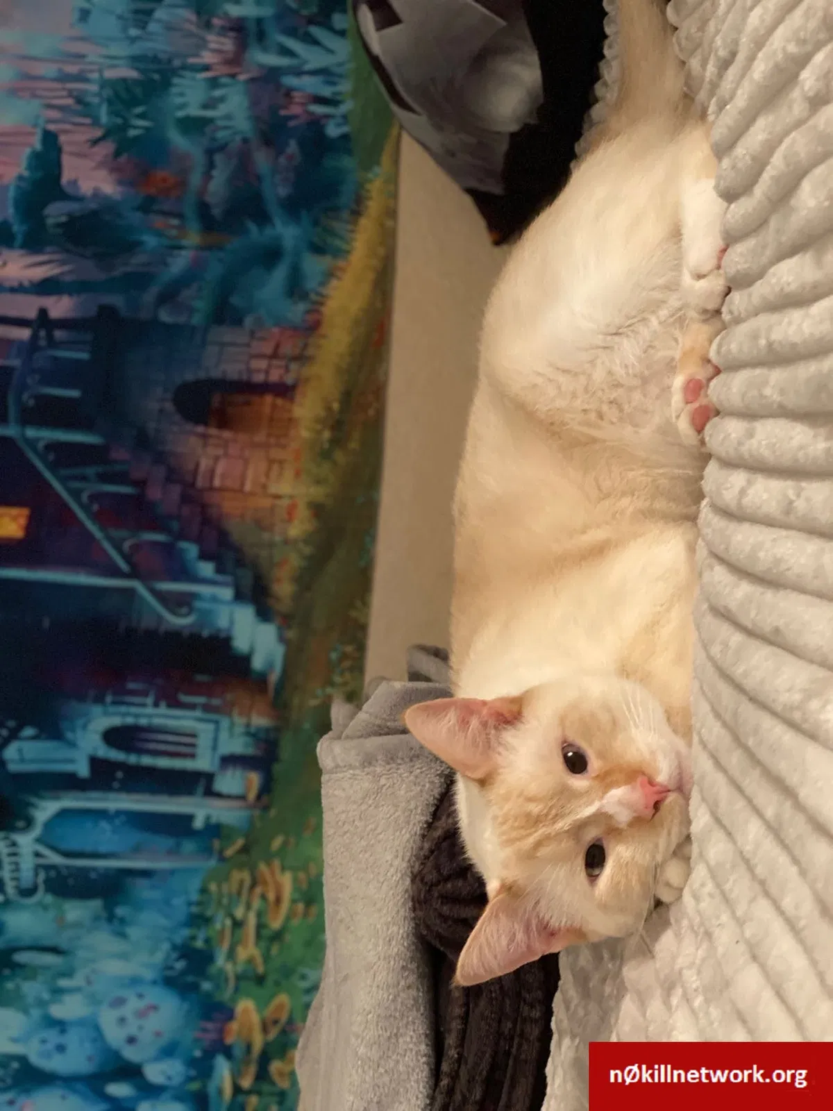 Lost cat in Sebring, FL, 33870