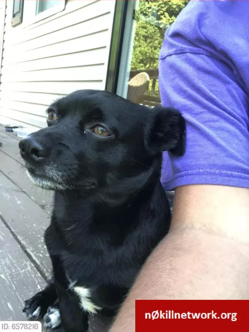 Lost dog in Bluff City, TN, 37618