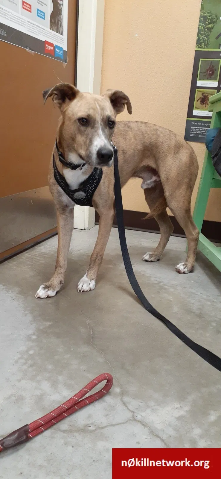 Lost dog in Rockport, TX, 78382
