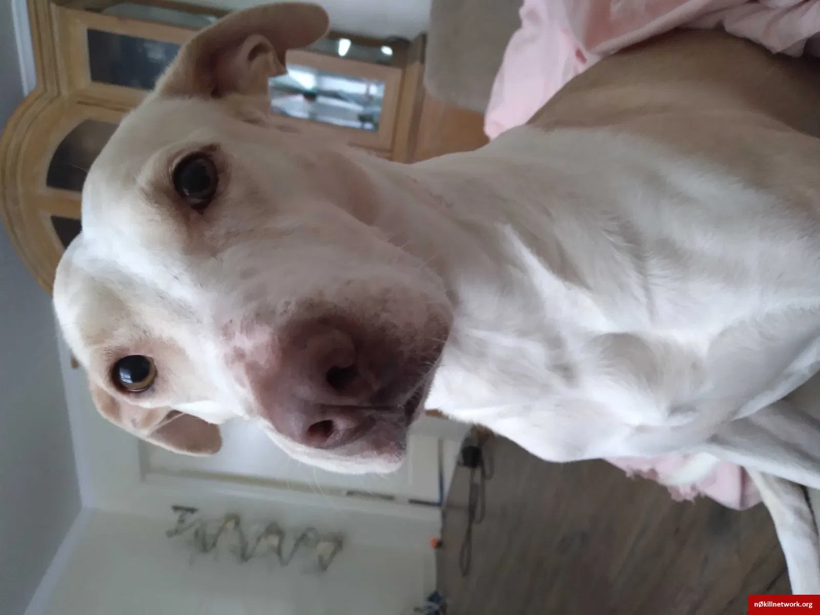 Lost dog in Rock Hill, SC, 29730