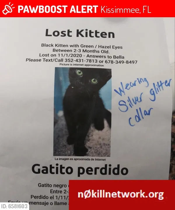Lost cat in Kissimmee, FL, 34746