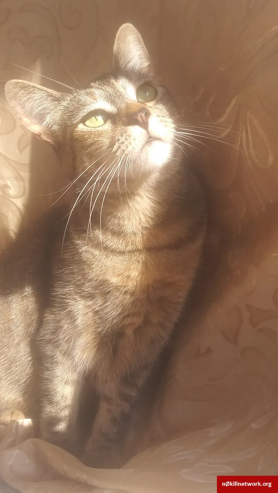 Lost cat in Oakland, CA, 94605