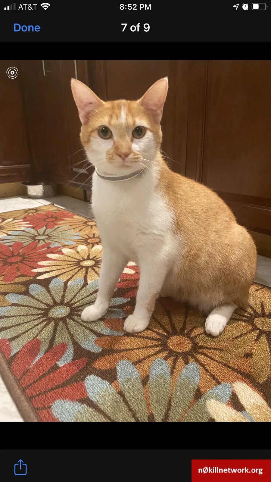 Lost cat in Woodbridge, VA, 22193