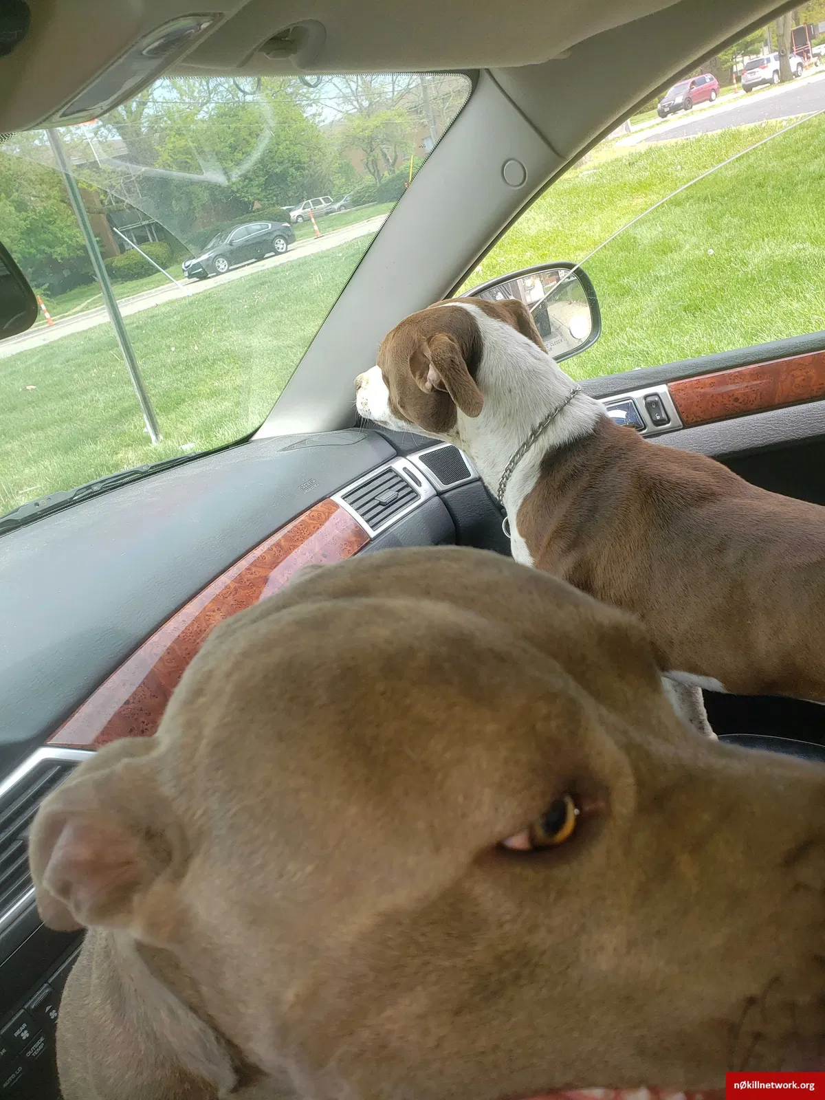Lost dog in Columbus, OH, 43223