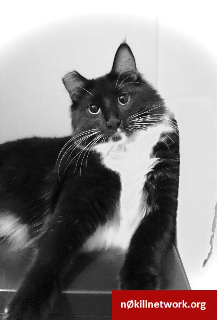 Lost cat in Davis, CA, 95616