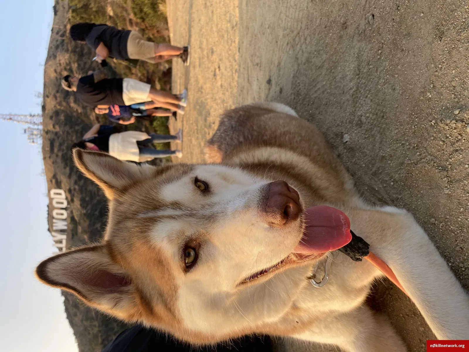 Lost dog in Carlsbad, CA, 92011