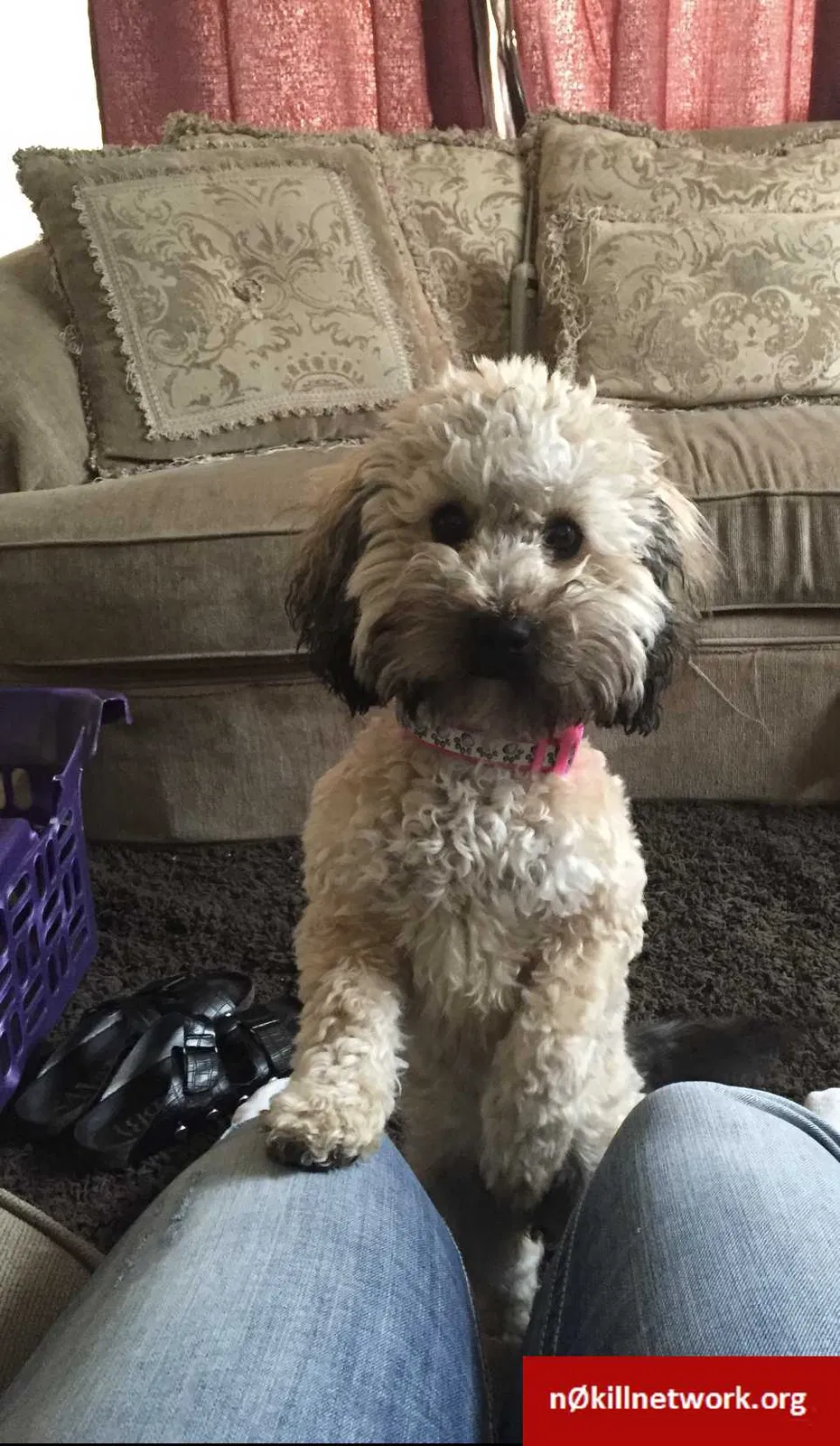 Lost dog in Saint Louis, MO, 63132