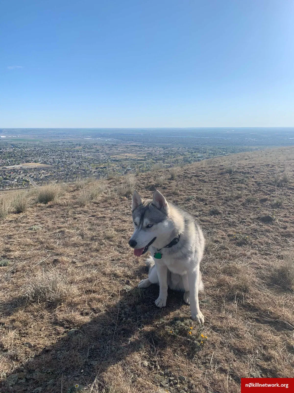 Lost dog in Cheney, WA, 99004