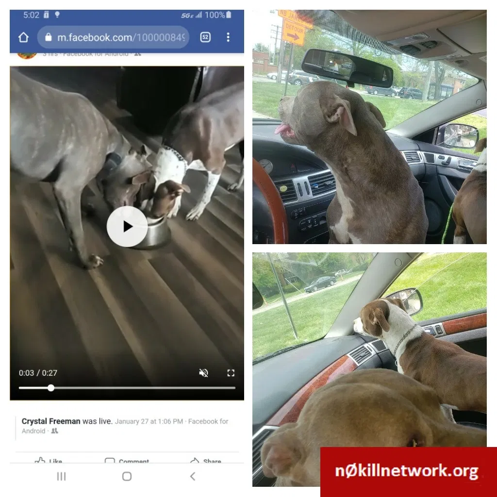 Lost dog in Columbus, OH, 43223