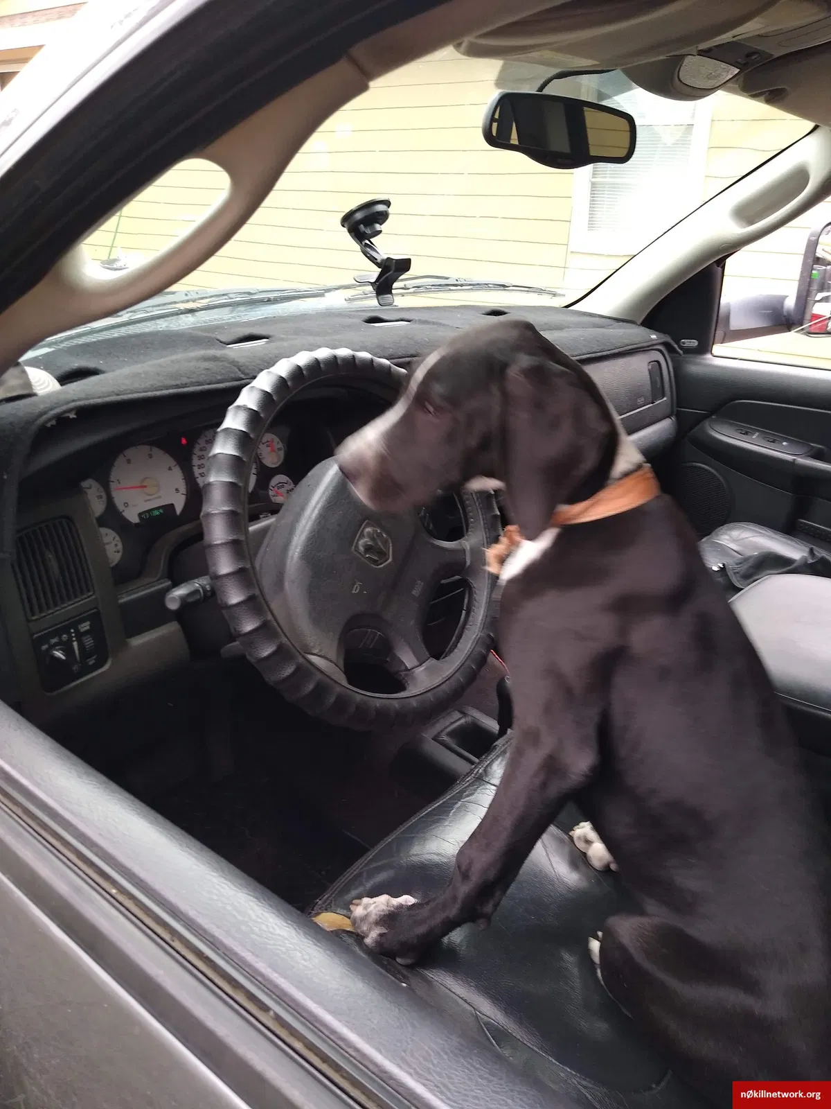 Lost dog in Corpus Christi, TX, 78408
