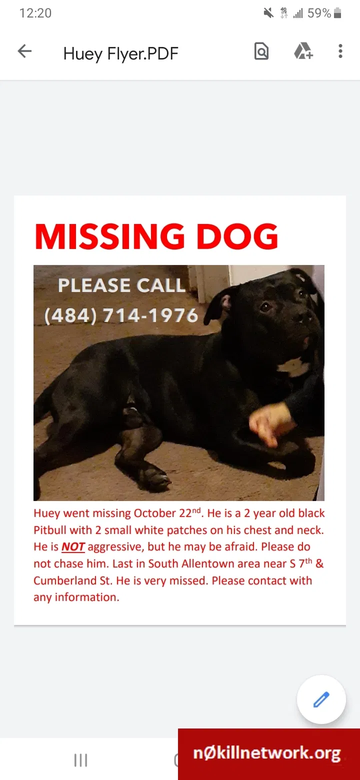 Lost dog in Allentown, PA, 18103