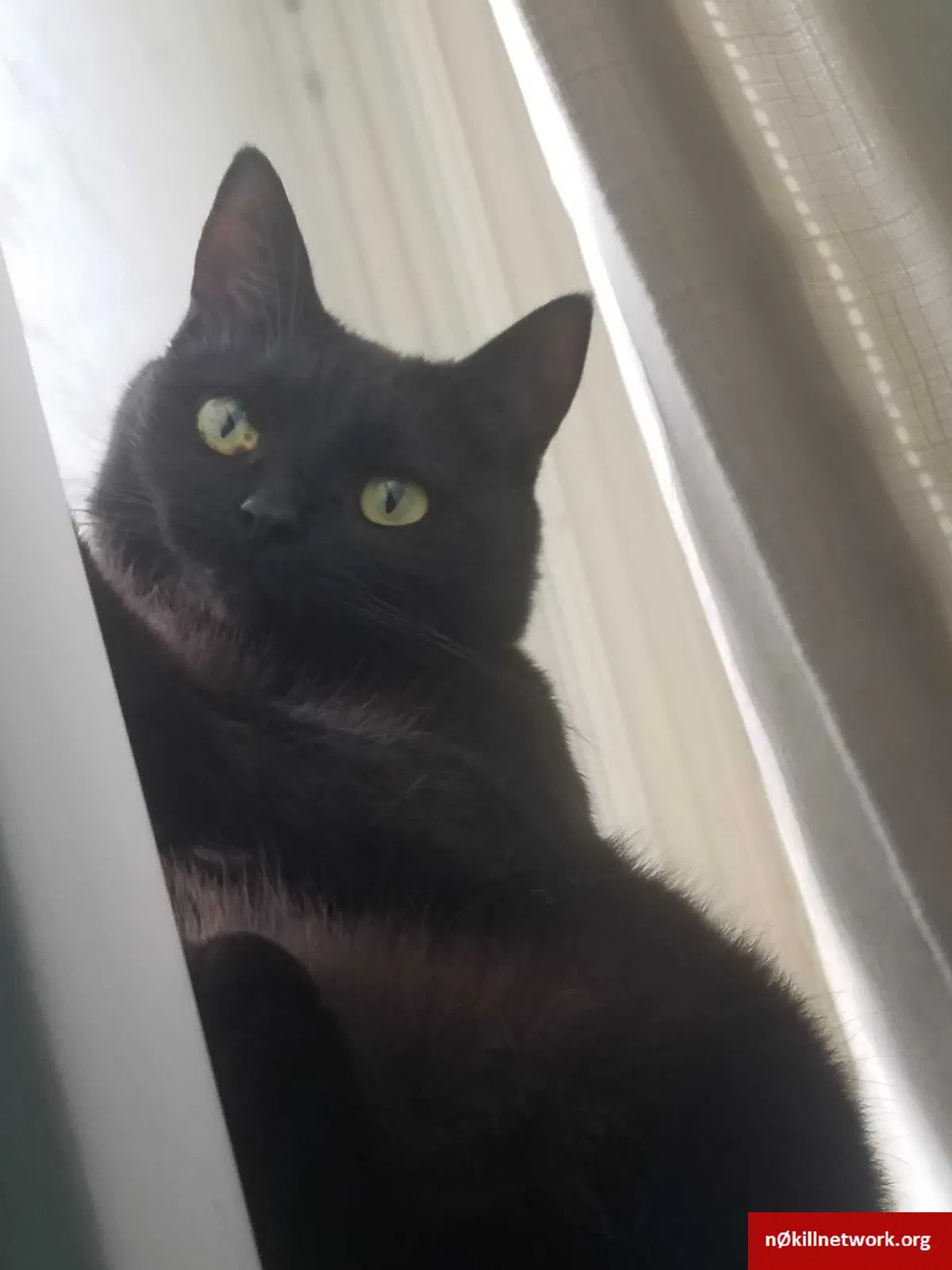 Lost cat in Wichita, KS, 67204
