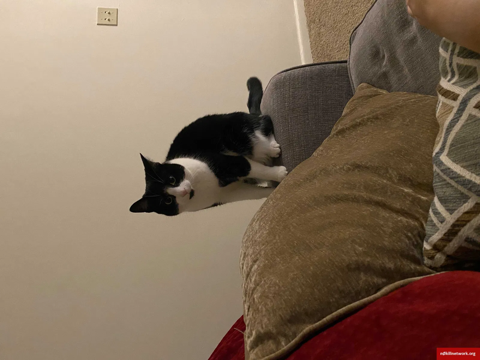 Lost cat in Hershey, PA, 17033