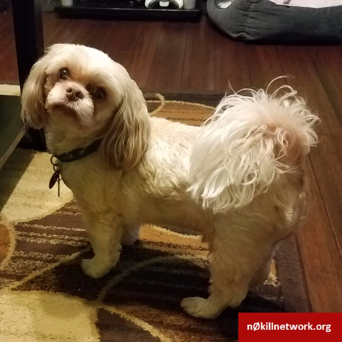 Lost dog in Savannah, GA, 31405