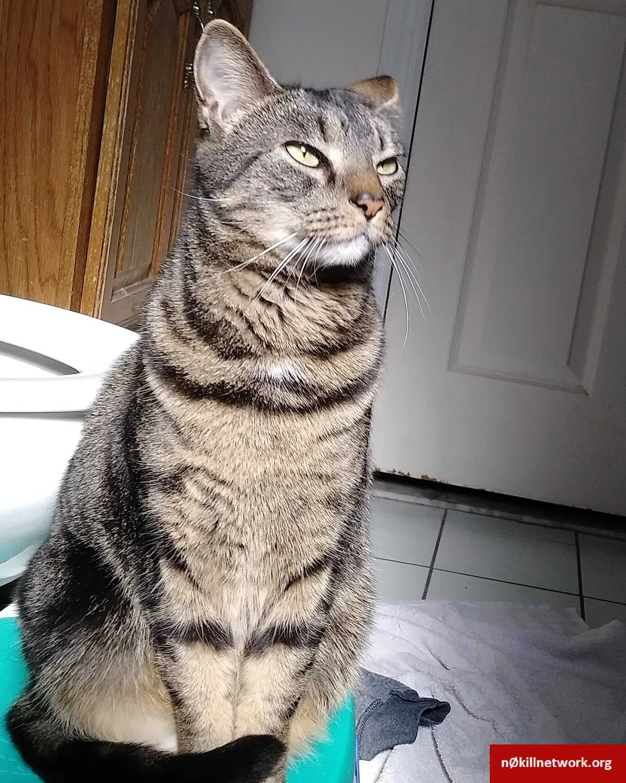 Lost cat in Levittown, PA, 19056